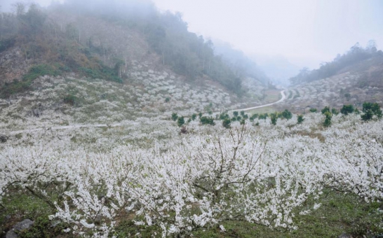 Hoa mận Mộc Châu bung nở hút khách du xuân